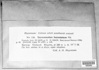 Image of Stereocaulon incrustatum